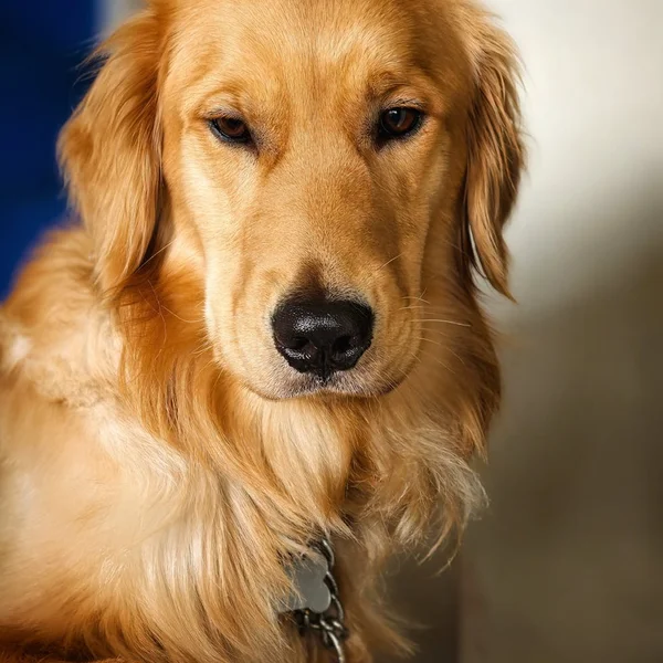 足球投注棋牌游戏